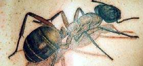 Animal  Tattoos