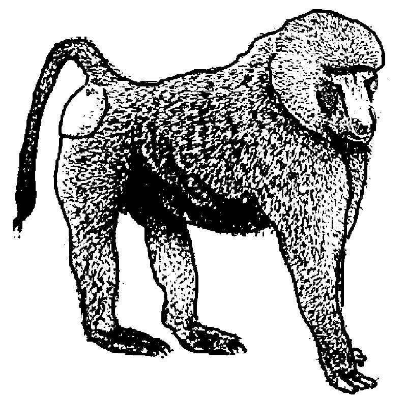 Amazing black-and-white baboon tattoo design