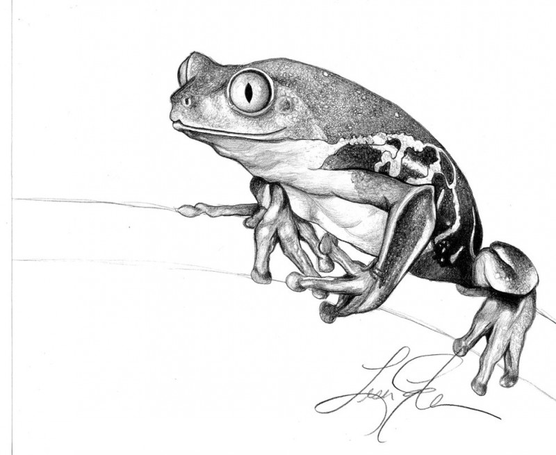 Amazing black-and-white frog tattoo design by Keldamage