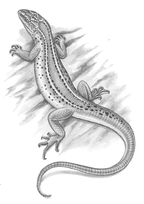 Amazing grey drawn lizard tattoo design
