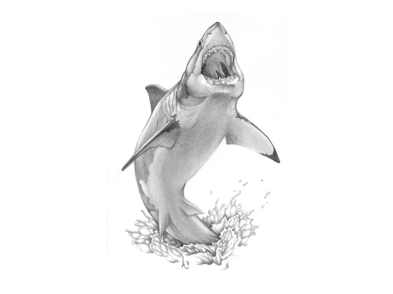 Angry black-and-white shark in full size tattoo design