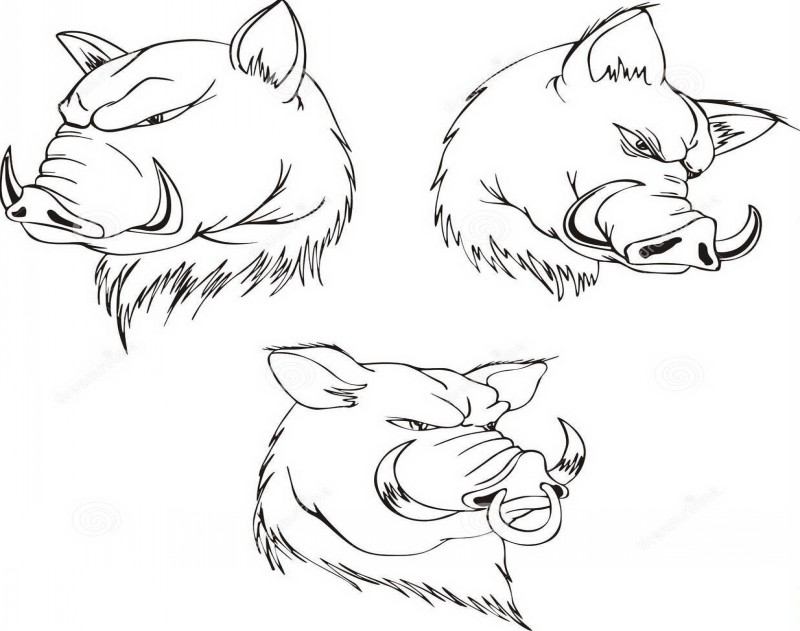 Animated aggressive boar pig heads tattoo design