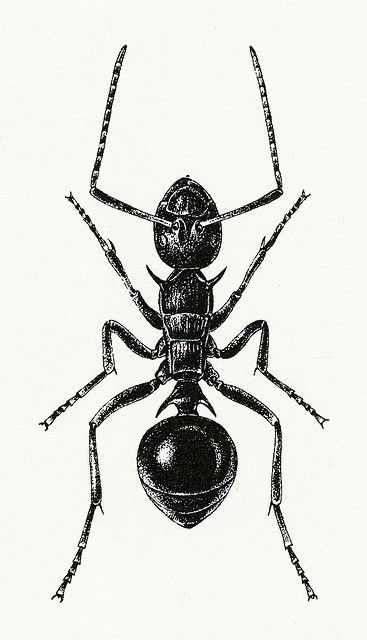Attractive black-and-white ant tattoo design
