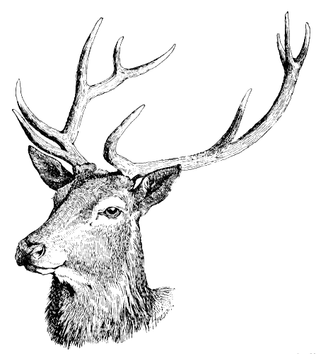 Attractive black-and-white deer head tattoo design