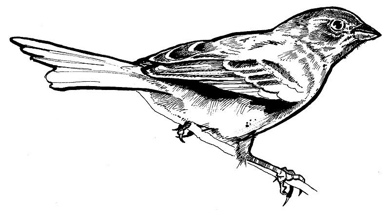 Attractive black-and-white sitting sparrow tattoo design