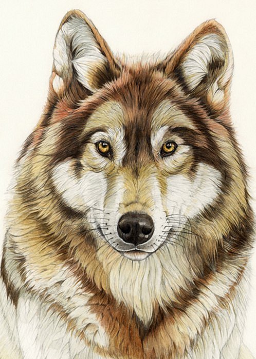 Attractive brown-fur wolf portrait tattoo design