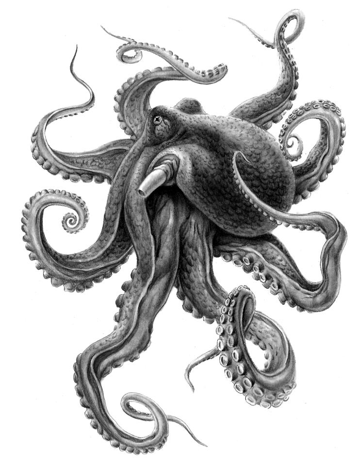 Attractive dark octopus tattoo design