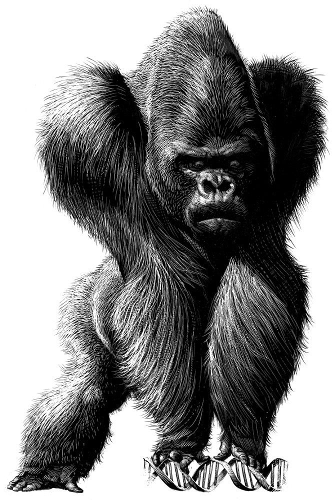 Attractive fluffy black-and-white gorilla tattoo design