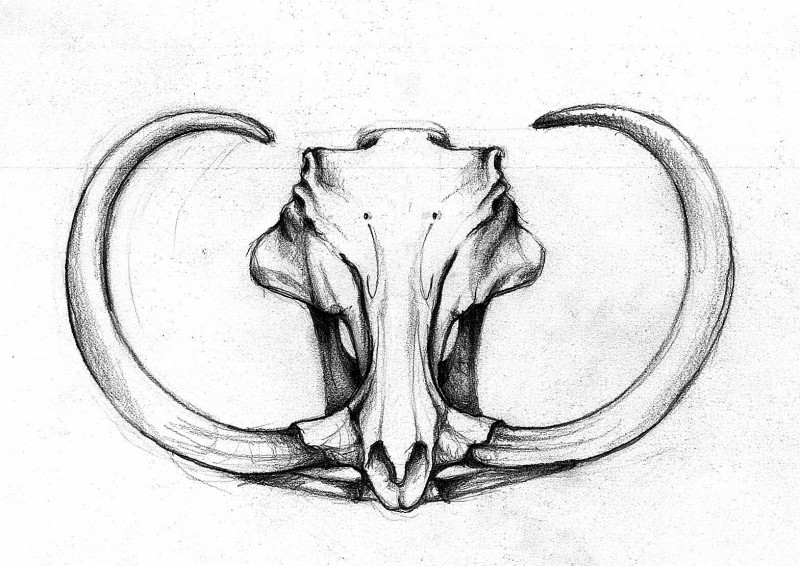 Attractive grey-ink mammoth skull with curly horns tattoo design