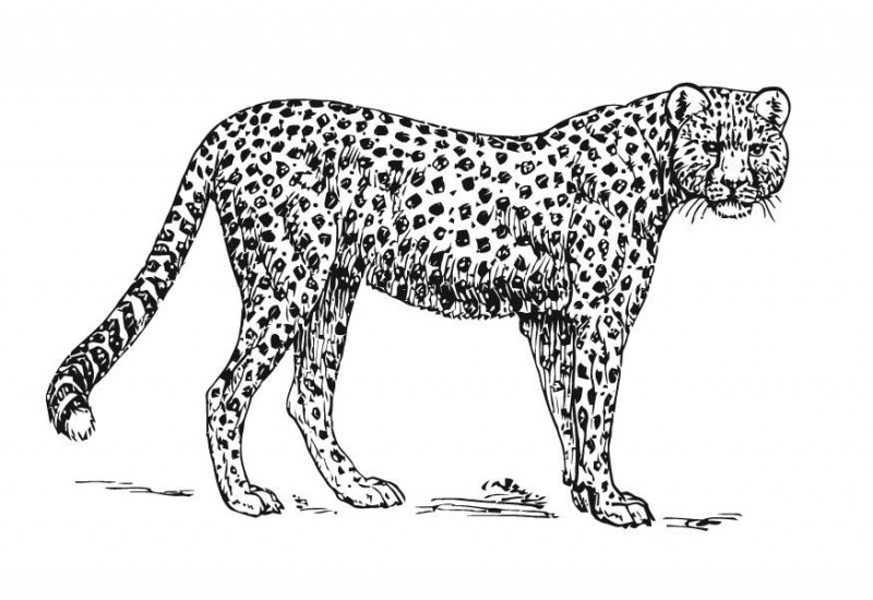 Awesome black-and-white standing cheetah tattoo design