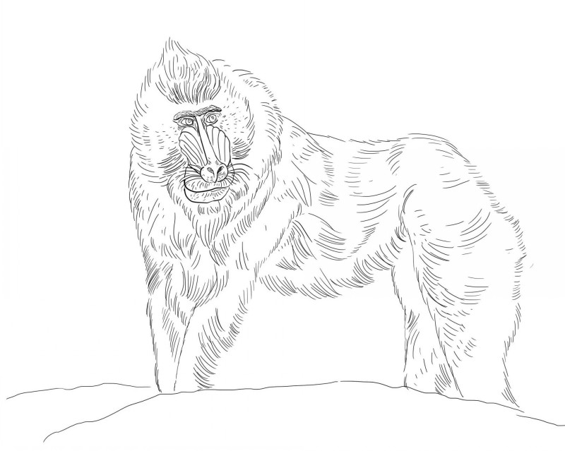 Awesome colorless baboon tattoo design