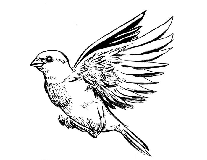 Awesome grey-ink flying sparrow tattoo design