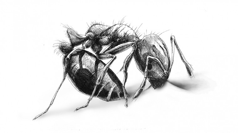 Awesome pencilwork curled ant tattoo design