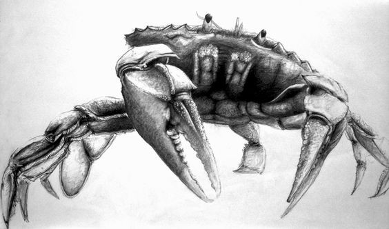 Awesome realistic black-and-white crab tattoo design