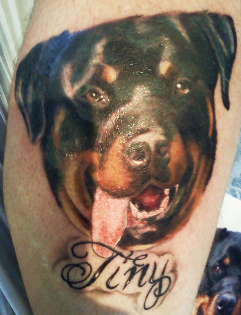 Erschütterndes Porträt Tattoo von Rottweiler mit Inschrift am Bein