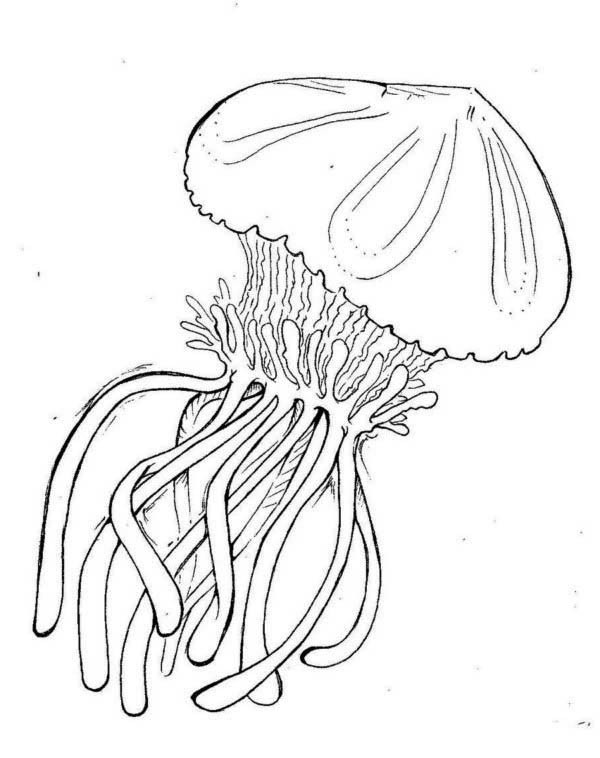 Awesome uncolored jellyfish tattoo design