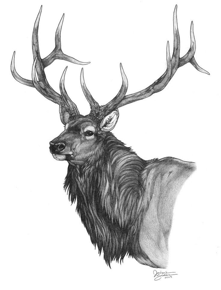 Beautiful black-and-white animal with giant horns tattoo design