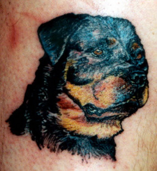Schönes Tattoo mit schwarzem Rottweiler Kopf