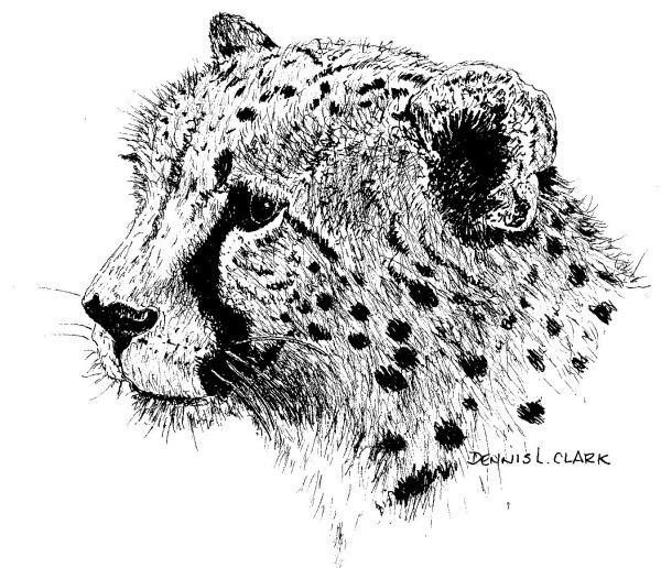 Beautiful black pencil-work cheetah head tattoo design