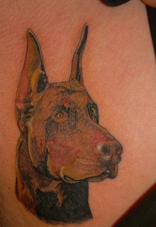 bellissima testa marrone cane Doberman tatuaggio su lato