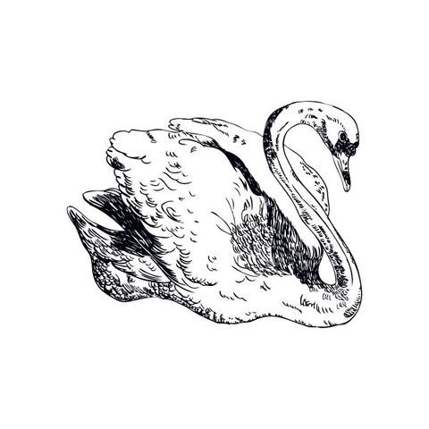 Beautiful static black-and-white swan tattoo design