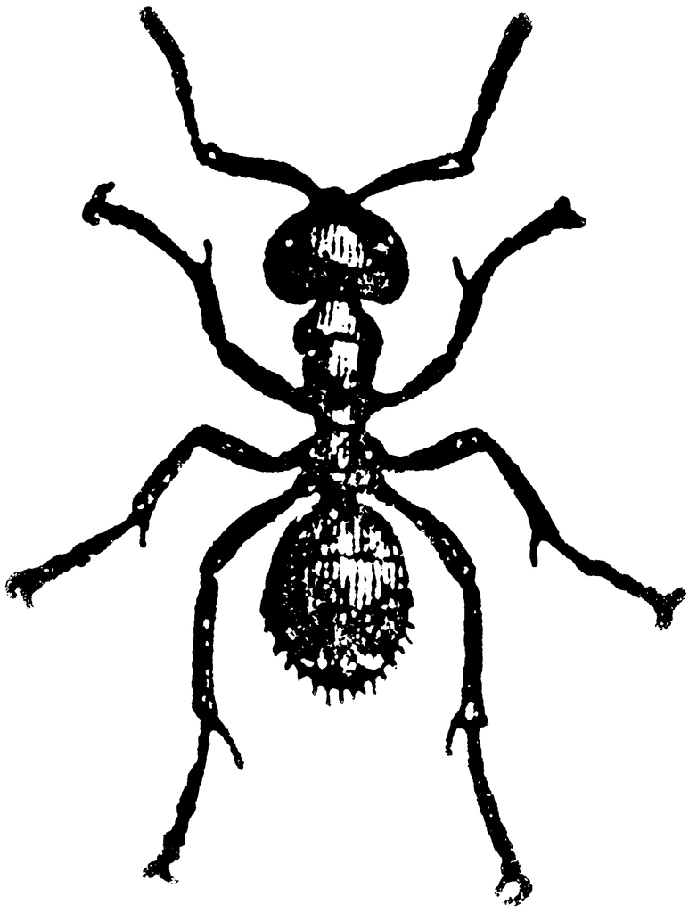 Big black-and-white ant tattoo design