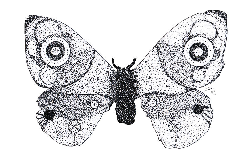 Big dotwork moth tattoo design by Jaydecastro