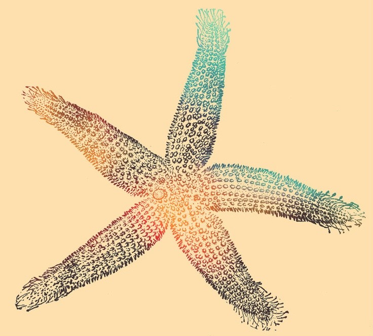 Big starfish in multicolor shining tattoo design