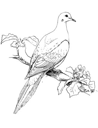 Big white dove sitting on flowered branch tattoo design