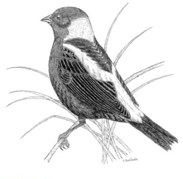 Black-and-white bird sitting on grass stems tattoo design