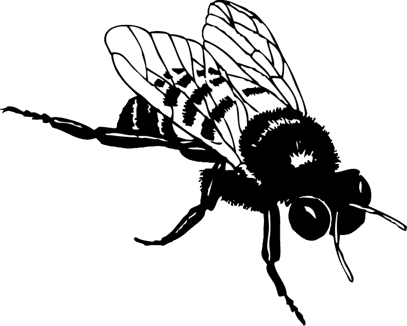 Black-and-white crawling bee tattoo design