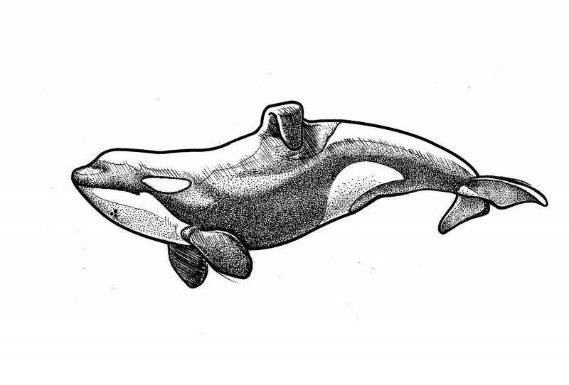 Black-and-white dotwork whale tattoo design