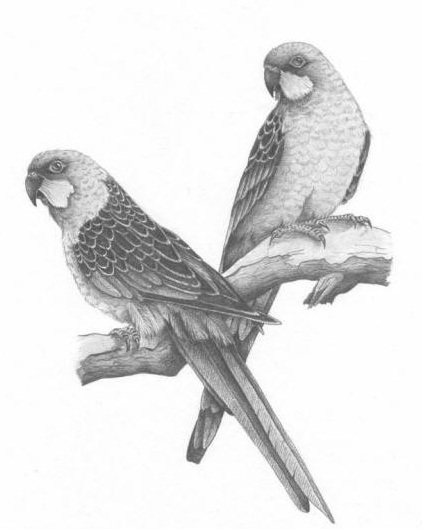 Black-and-white exotic bird couple tattoo design