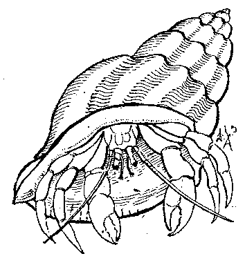 Black-and-white hermit crab hidding in shell tattoo design