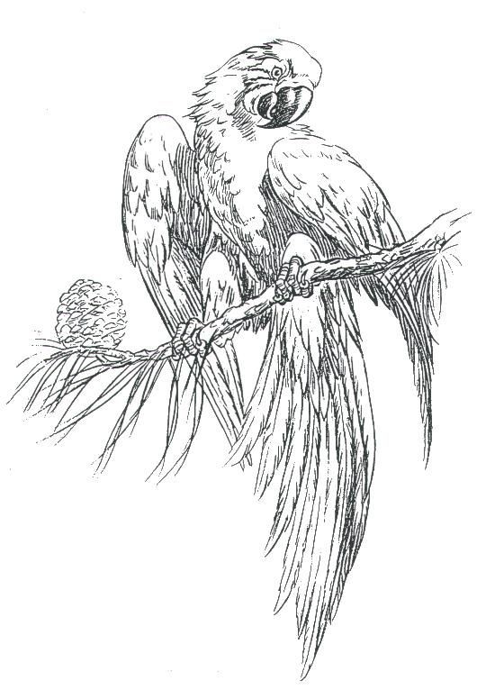 Black-and-white parrot sitting on tree with snag tattoo design