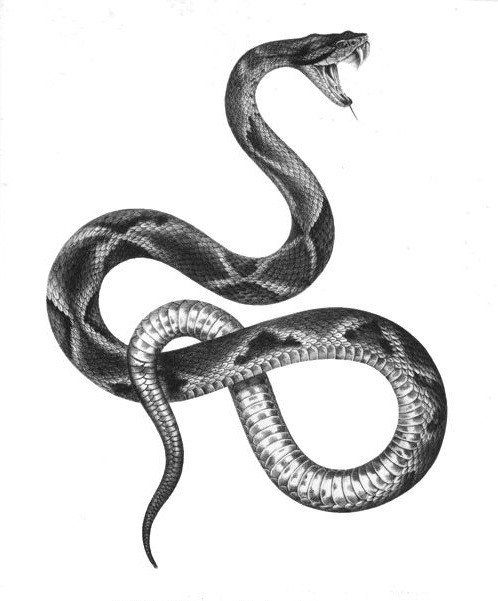 Black-and-white realistic hissing reptile tattoo design