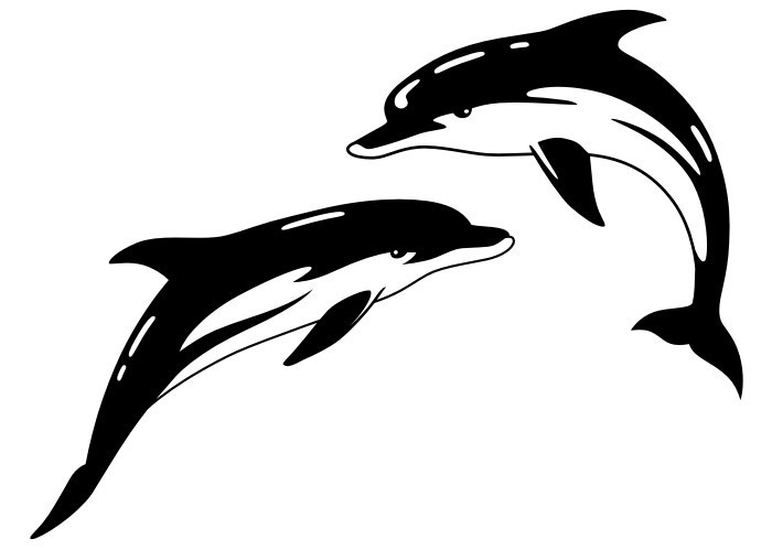 Black-and-white serious-faced dolphin couple tattoo design