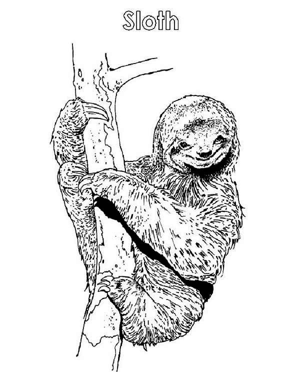 Black-and-white sloth on tree tattoo design