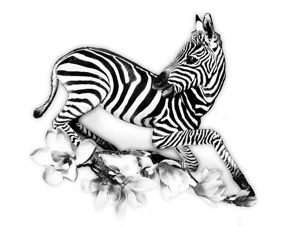 Black-and-white zebra cub running on cherry blossom tattoo design