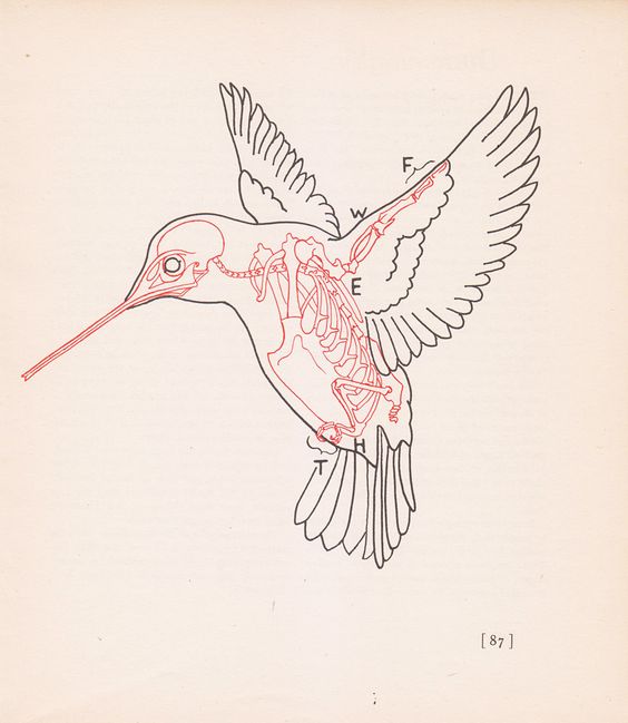 Black-line skin hummingbird with red skeleton tattoo design