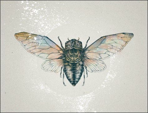 Black bug with pale-colored wings tattoo design