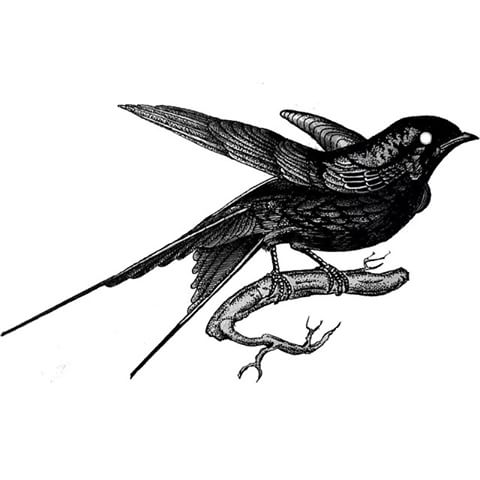 Black mad-eyed bird tattoo design