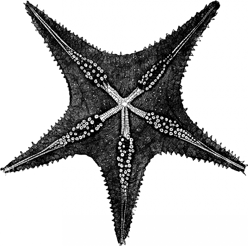 Black starfish with white pimples tattoo design