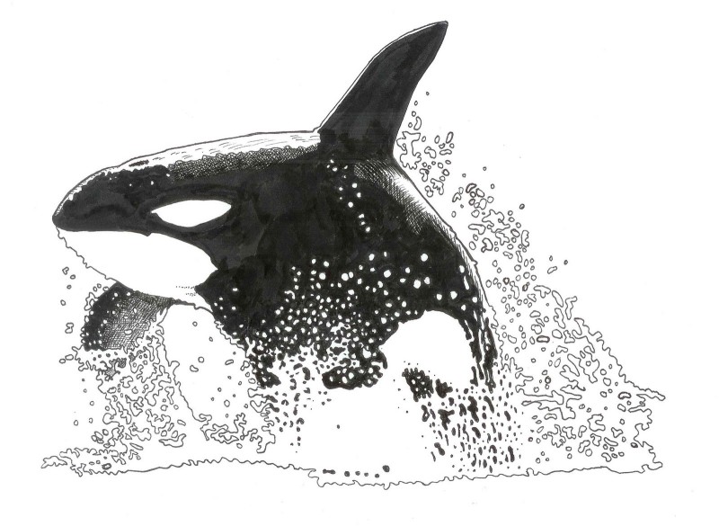 Black whale splashing in water tattoo design