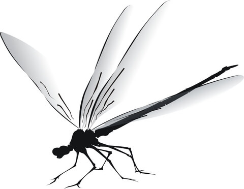 Black white-winged sitting dragonfly tattoo design