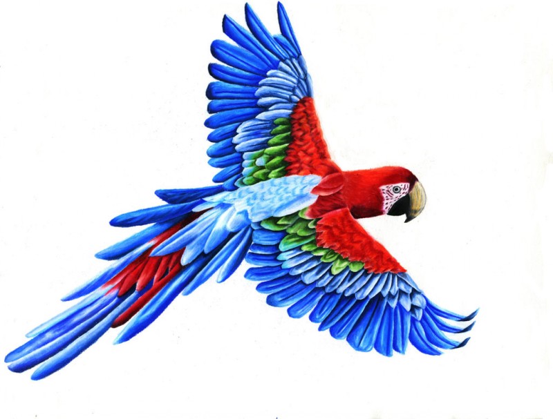 Blue-and-red flying parrot tattoo design by Anangelic Day