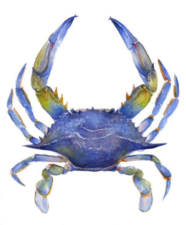 Blue watercolor crab with green-shine claws tattoo design