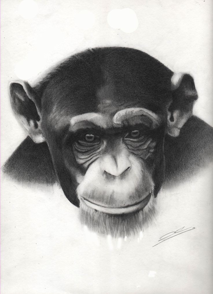 Bonny black-and-white chimpanzee muzzle tattoo design