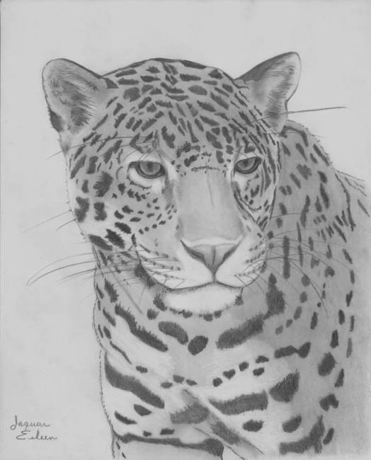 Bonny grey-ink pencilwork jaguar tattoo design