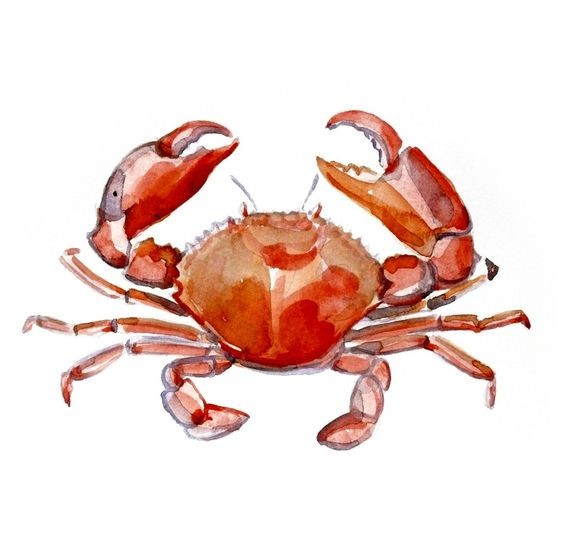 Bonny red watercolor crab tattoo design